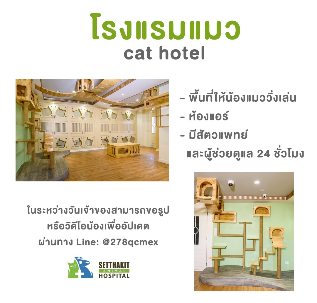 ข่าวสัตว์เลี้ยง - ปีใหม่นี้ ก่อนไปเที่ยวต่างจังหวัด จองห้องพักสัตว์เลี้ยงได้แล้วนะวันนี้ - โรงพยาบาลสัตว์เศรษฐกิจสัตวแพทย์