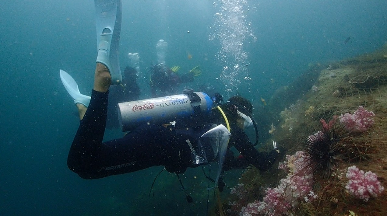 ข่าวพลังงาน, สิ่งแวดล้อม - 5 ปี โครงการอนุรักษ์ปะการังทะเลใต้ หรือ Marine Camp คืนความอุดมสมบูรณ์กลับสู่นิเวศใต้ท้องทะเลสตูล