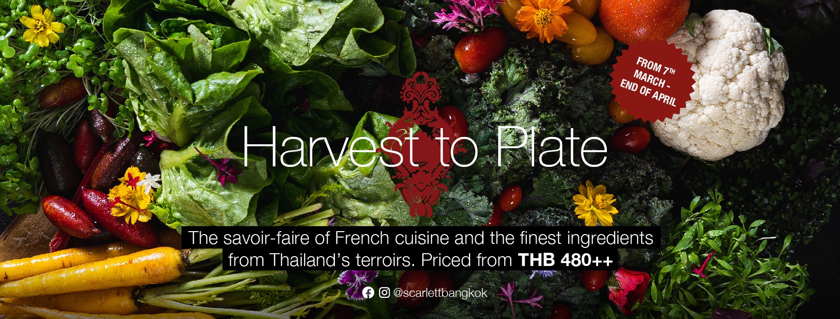 ข่าวโปรโมชั่น - อิ่มอร่อยสุขภาพดีไปกับ Harvest To Plate ที่สการ์เล็ต ไวน์ บาร์ แอนด์เรสเตอรองท์ ตั้งแต่วันนี้ถึงสิ้นเดือนเมษายน 2566 